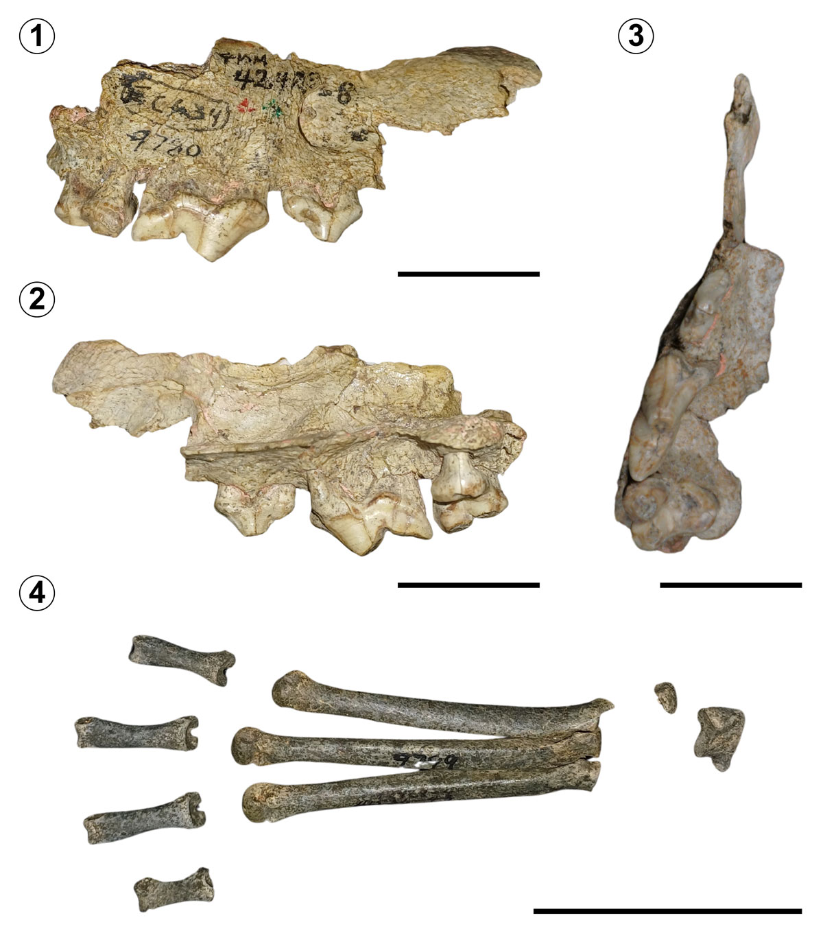 **Figure 3.** ***Canis cedazoensis*** Mooser and Dalquest, 1975. Holotype, **TMM-42428-8; 1,** buccal view; **2,** lingual view; **3,** occlusal view. Scale bar **(1–3)**= 2 cm. 4, referred material, TMM-42428-4. Scale bar= 5 cm. Photo credits of component 3 to James Chris Sagebiel, courtesy of the Texas Vertebrate Paleontology Collections, Jackson School Museum of Earth History, The University of Texas at Austin.