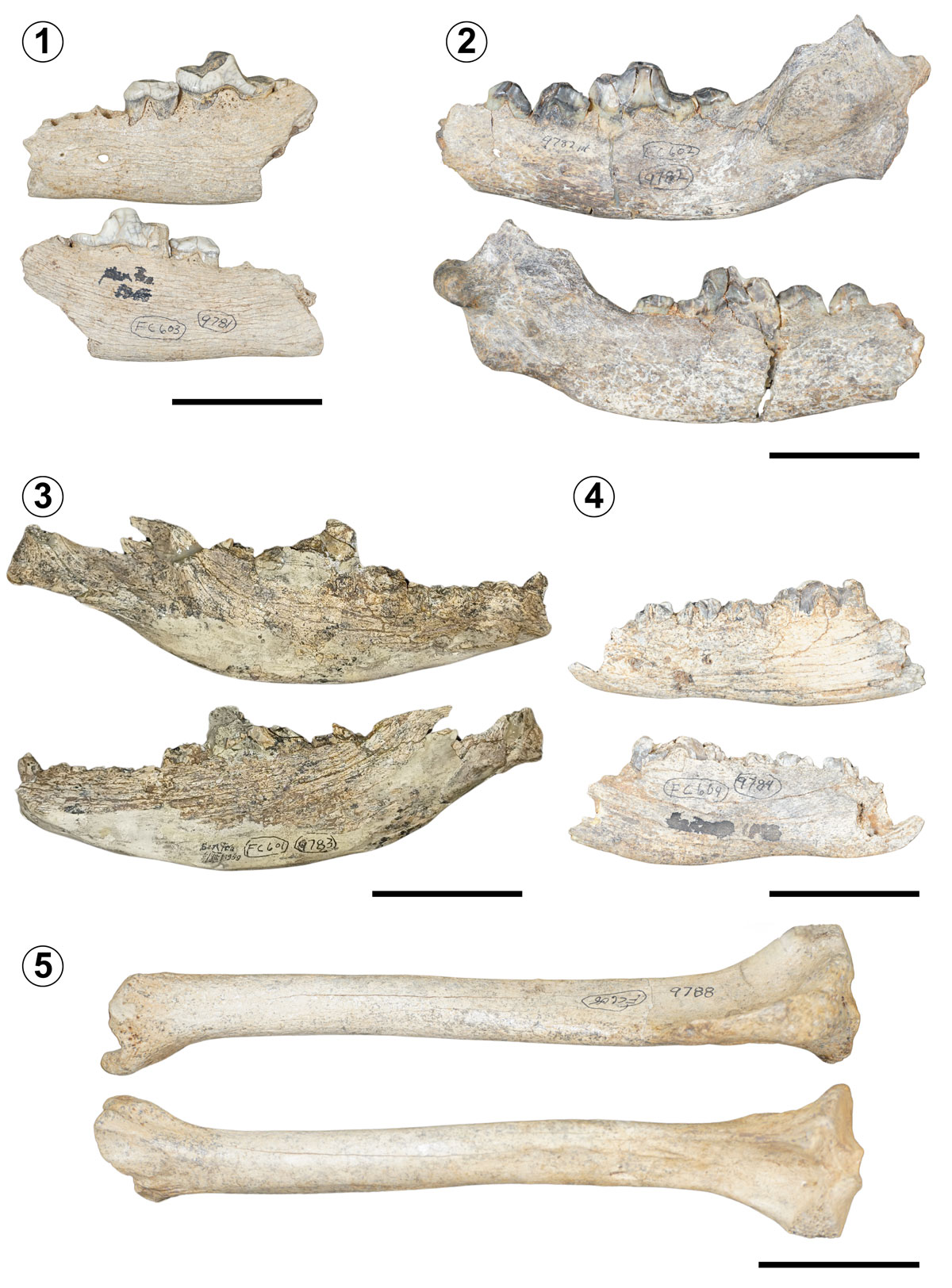 **Figure 4.** Dire wolf ***Aenocyon dirus*** @Leidy (Leidy, 1858) remains. Fossil jaws, up: buccal view, down: lingual view; **1, TMM 42428-9781; 2, TMM 42428-9782; 3, TMM 42428-9783; 4, TMM 42428-9784.** Right tibia, up: anterior view, down: posterior view; **5, TMM 42428-9788**. Scale bar= 5 cm.