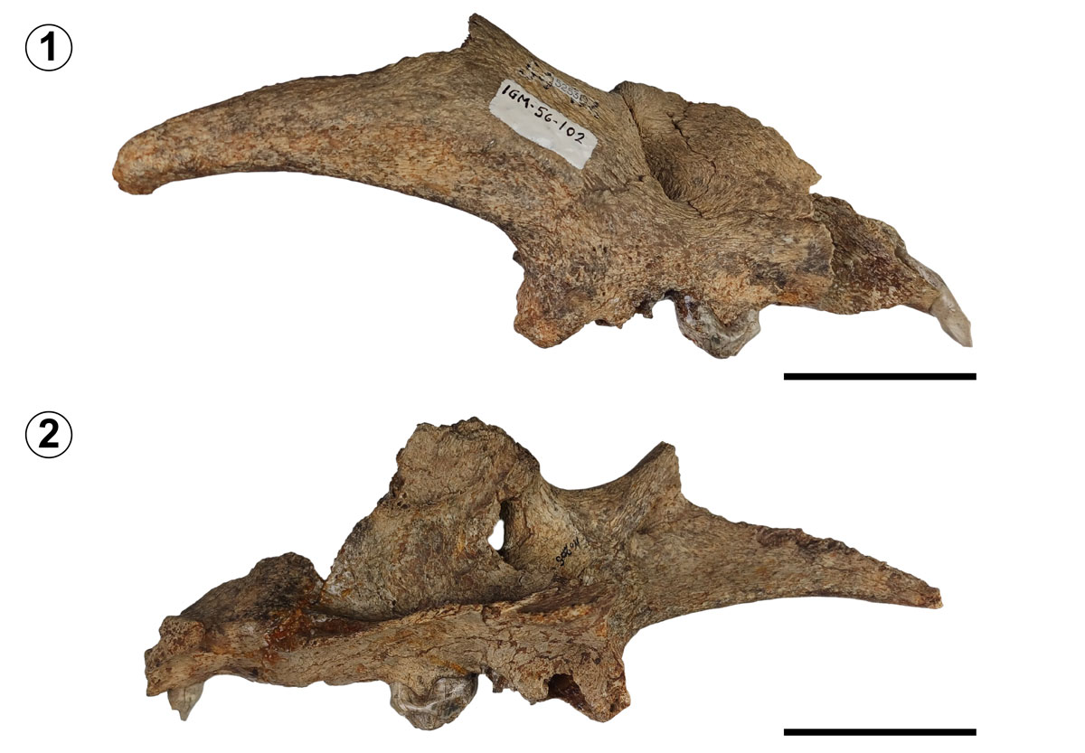 **Figure 5.** El Cedazo jaguar, ***Panthera onca*** (Linnaeus, 1758), cranial remains (**IGM 5253**). **1,** buccal view; **2,** lingual view. Scale bar= 5 cm.

