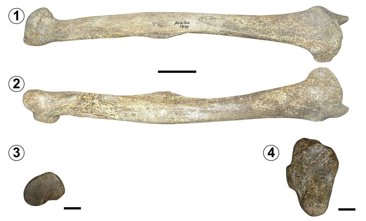 **Figure 6.** The American lion ***Panthera atrox*** [@Leidy1853], right radius bone (**TMM 42428-9793**). **1,** posterior view; **2,** anterior view. Scale bar= 5 cm. **3,** transversal view of the proximal end; **4,** transversal view of the distal end. Scale bar= 2 cm.