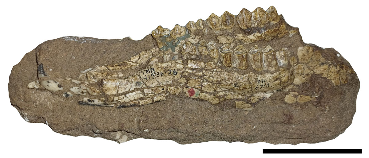 **Figure 7.** ***Aguascalientia wilsoni*** [@DalquestMooser1974]. Holotype, **TMM 41536-26**, lateral view. Scale bar= 5 cm.
