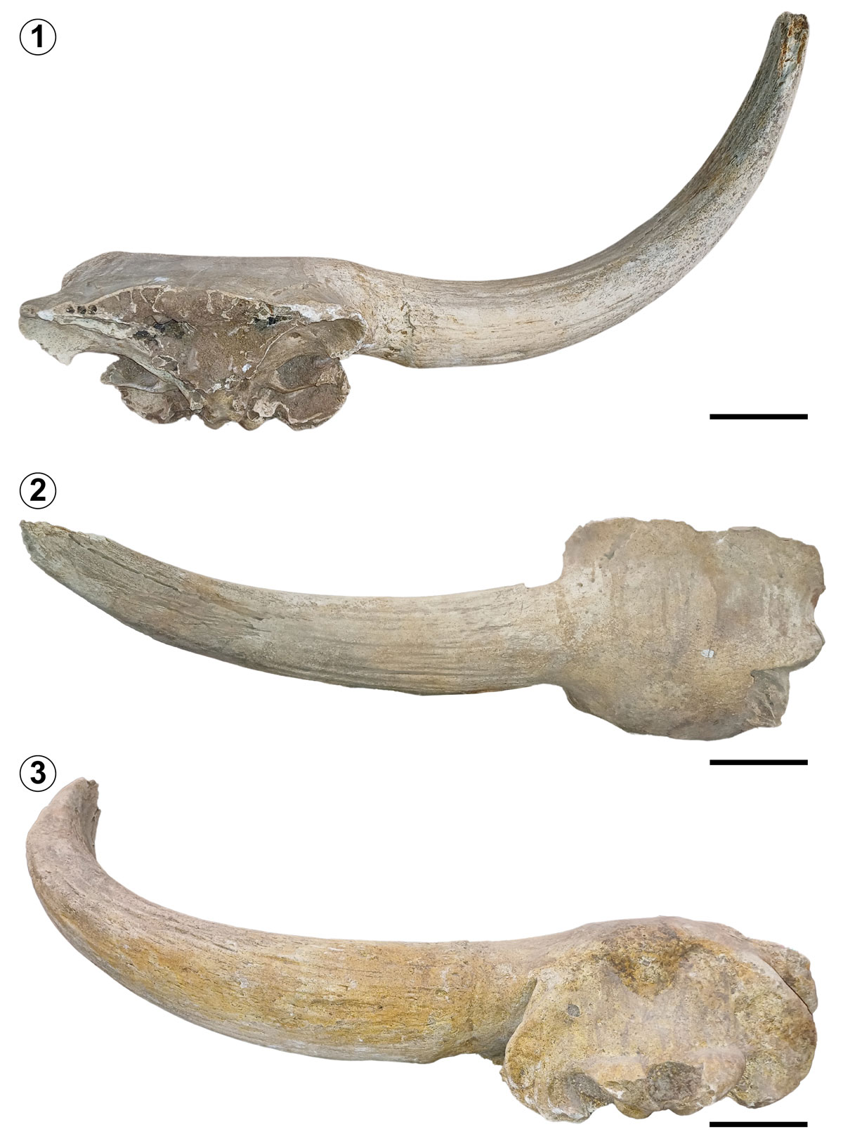 **Figure 8.** ***Bison aguascalentensis*** Mooser and Dalquest, 1975b. Holotype, **TMM 42428-7. 1**, frontal view; **2,** dorsal view; **3,** caudal view. Scale bar= 15 cm.