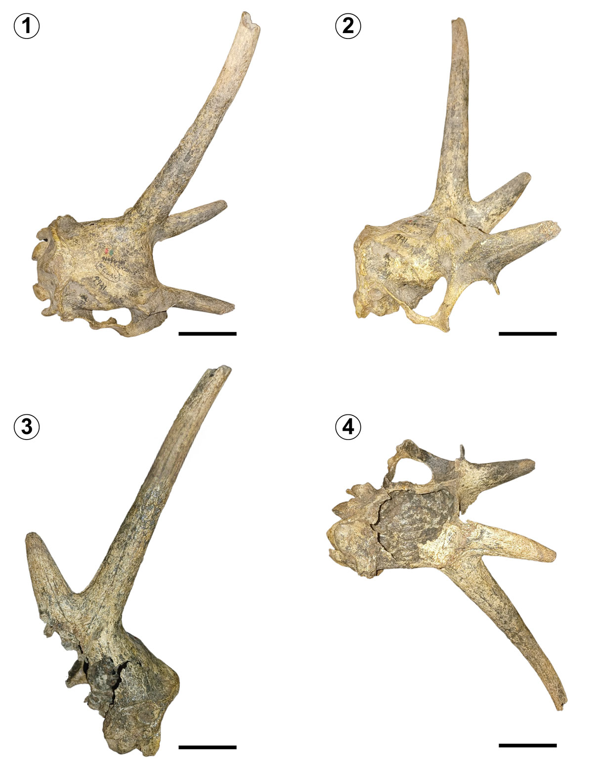 **Figure 9.** ***Tetrameryx mooseri*** Dalquest, 1974. Holotype, **TMM 42428-9921. 1,** dorsal view; **2,** lateral view (from the right side); **3,** lateral view (from the left side) with angle divergence of pronghorns; **4,** ventral view. Scale bar= 5 cm.
