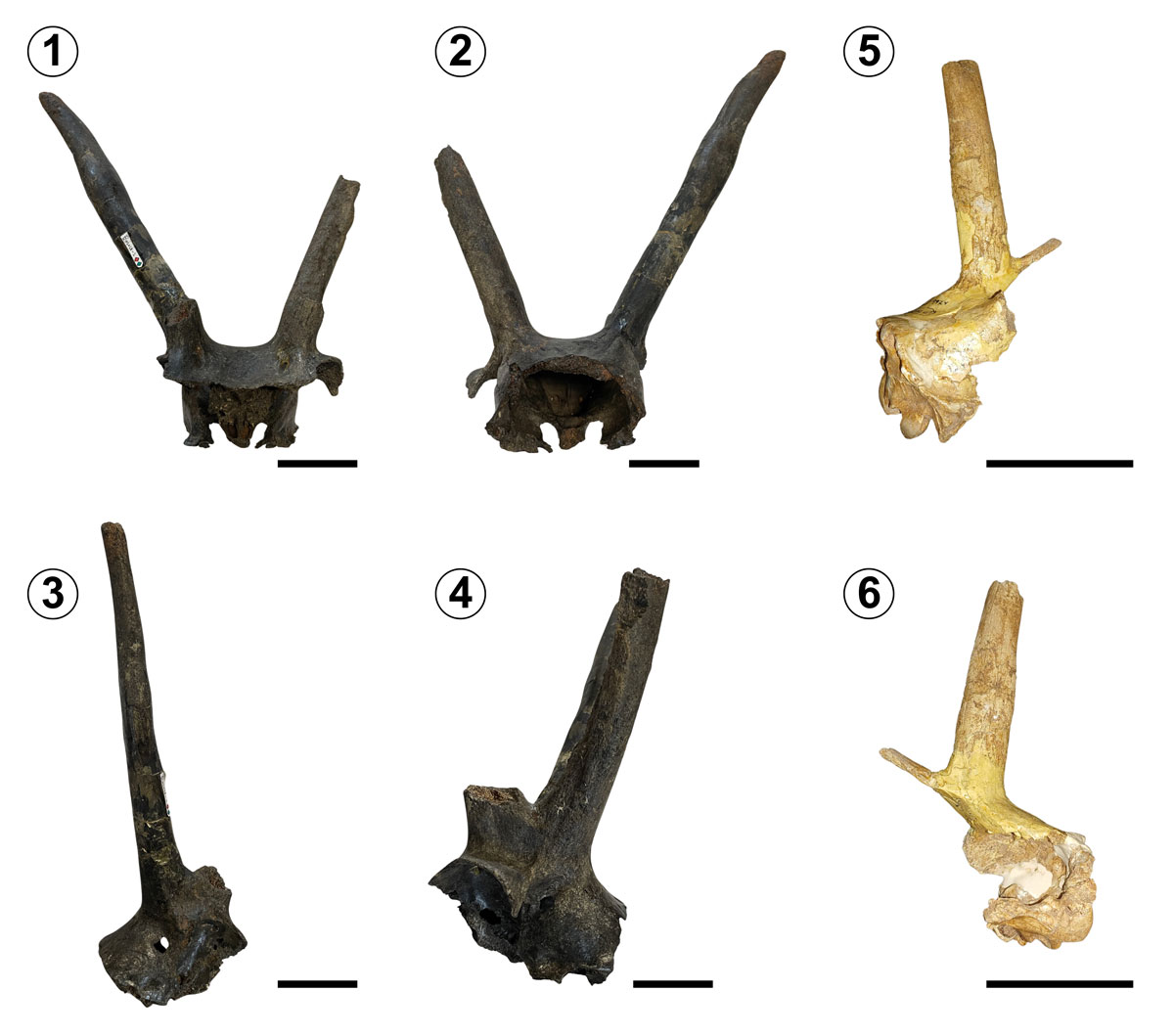 **Figure 10.** ***Tetrameryx tacubayensis*** Mooser and Dalquest, 1975b. Holotype, **TMM 42428-2, 1,** frontal view; **2,** caudal view; **3,** lateral view (from the right side); **4,** lateral view (from the left side). Referred material, **TMM 42428-9924**, **5,** lateral view (from the right side); **6,** lateral view (from the left side). Scale bar= 5 cm. Photo credits of components **1-4** to James Chris Sagebiel, courtesy of the Texas Vertebrate Paleontology Collections, Jackson School Museum of Earth History, The University of Texas at Austin.
