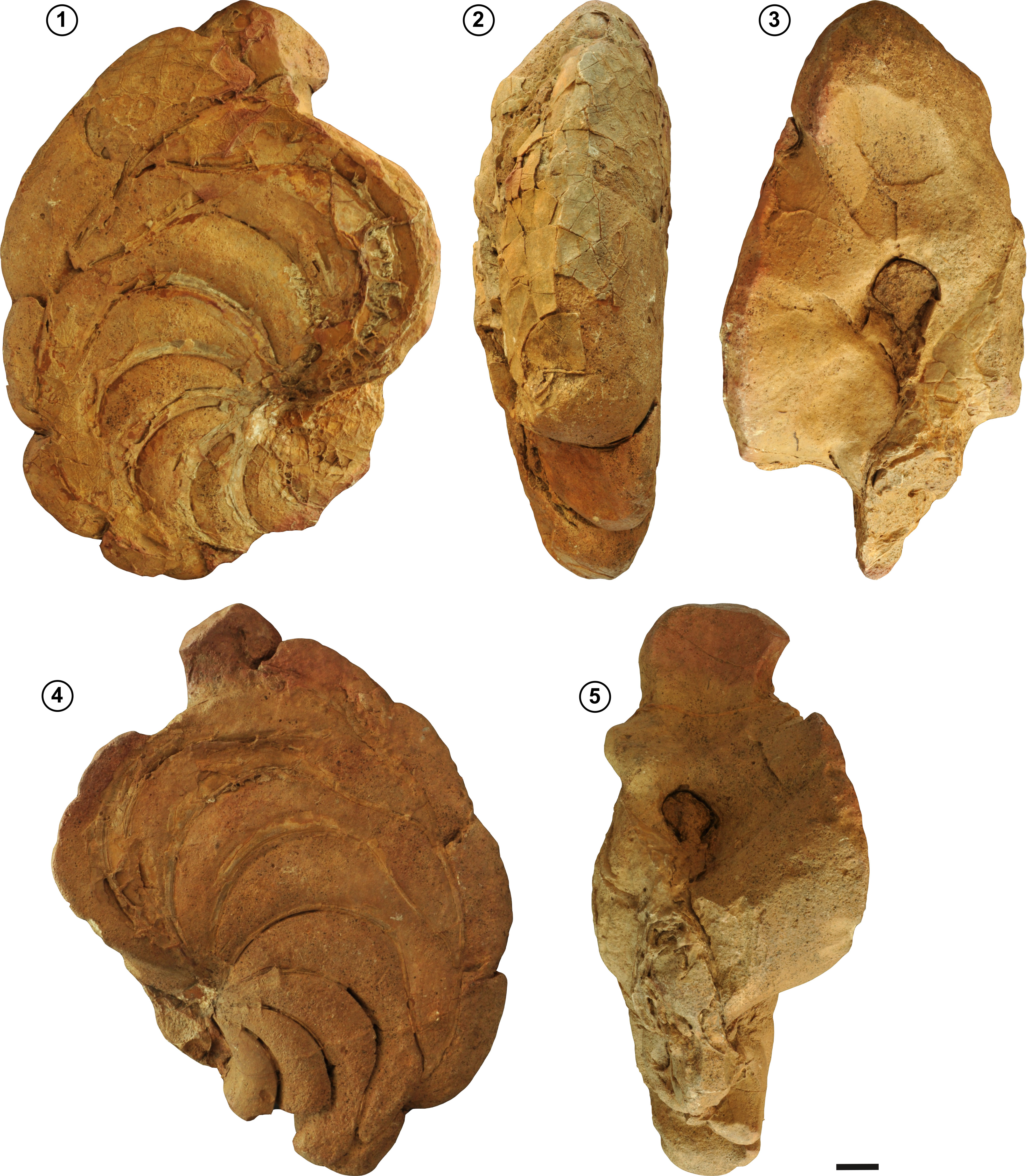 Figure 2. *Aturia peruviana* Olsson, 1928, from the San Jacinto Formation (upper Eocene to lower Oligocene). 1–3, WC185-1; 1, right lateral view; 2, ventral view; 3, apertural view. 4–5, WC185-3; 4, left lateral view; 5, apertural view. Scale bar= 2 cm.