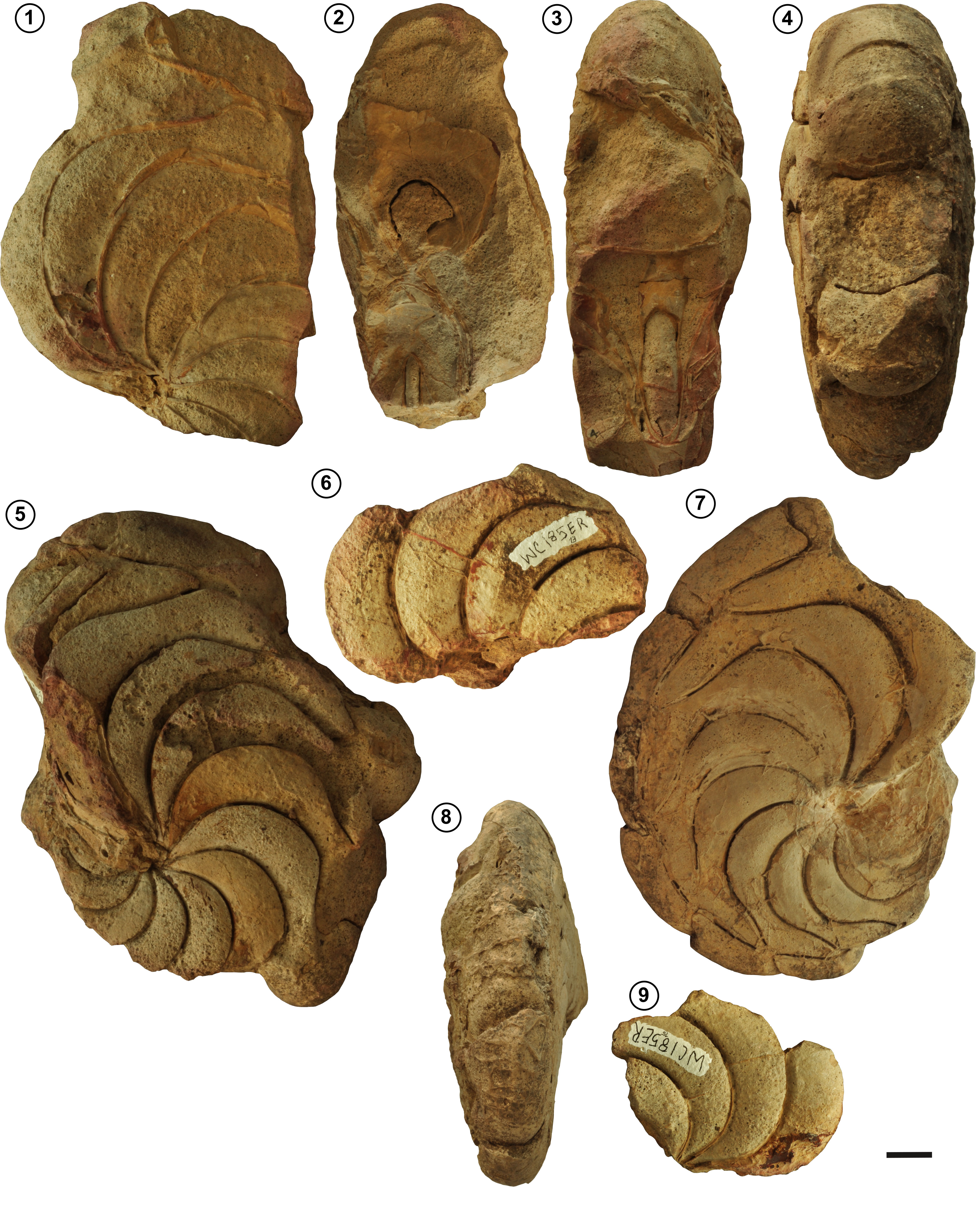 Figure 3. *Aturia peruviana* Olsson, 1928, from the San Jacinto Formation (upper Eocene to lower Oligocene). 1–3, WC185-4; 1, left lateral view; 2, apertural view; 3, ventral view. 4–5, WC185-7; 4, ventral view; 5, left lateral view. 6, WC185-13, left lateral view. 7–8, WC185-6; 7, right lateral view; 8, ventral view. 9, WC185-15, right lateral view. Scale bar= 2 cm.