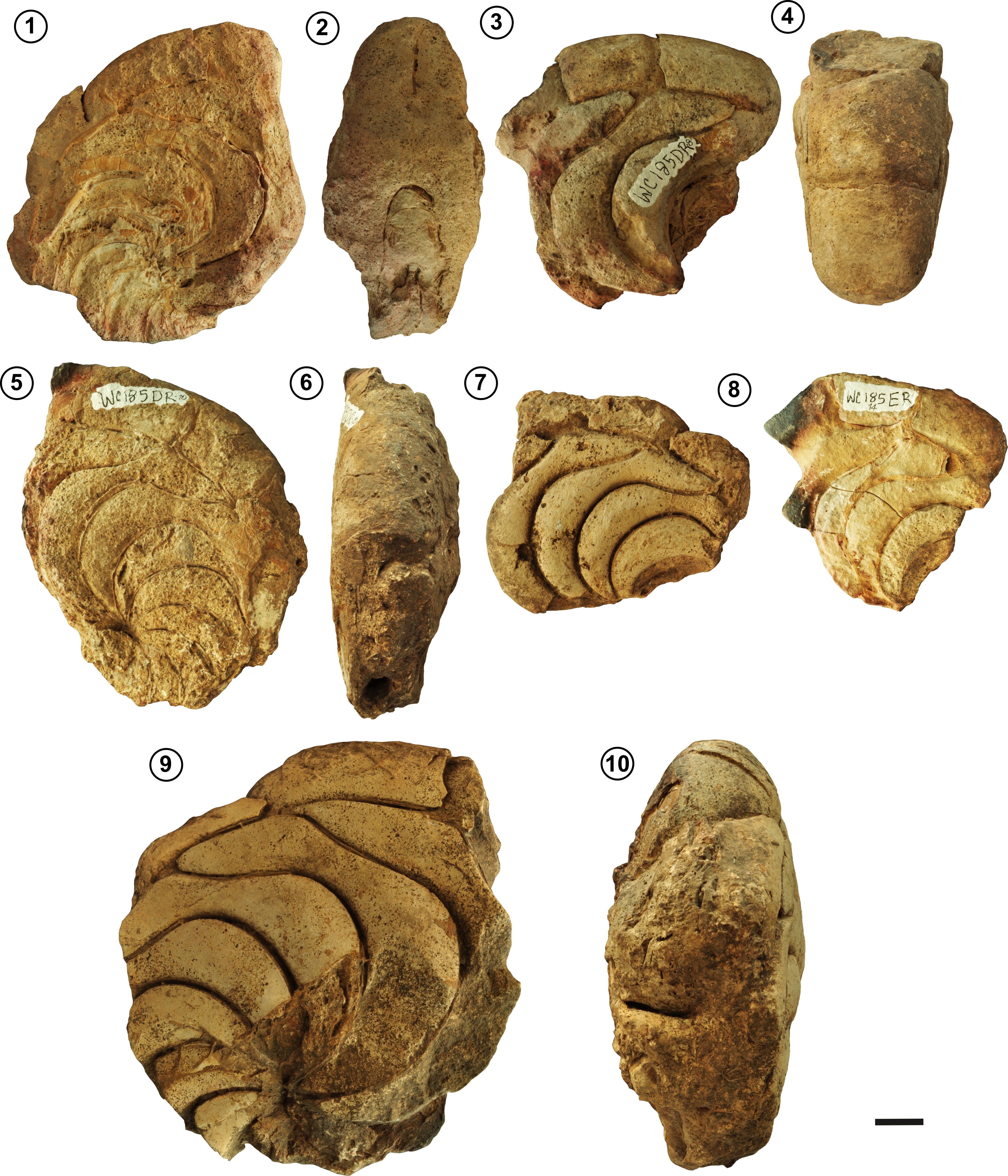 Figure 4. *Aturia peruviana* Olsson, 1928, from the San Jacinto Formation (upper Eocene to lower Oligocene). 1–2, WC185-5; 1, right lateral view; 2, apertural view. 3–4, WC185-8; 3, left lateral view; 4, ventral view. 5–6, WC185-10; 5, left lateral view; 6, ventral view. 7, WC185-9, left lateral view. 8, WC185-14, left lateral view. 9–10, WC185-12; 9, right lateral view; 10, ventral view. Scale bar= 2 cm.